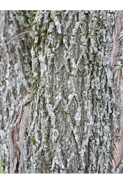 Верба вавілонська Кріспа кора старого дерева